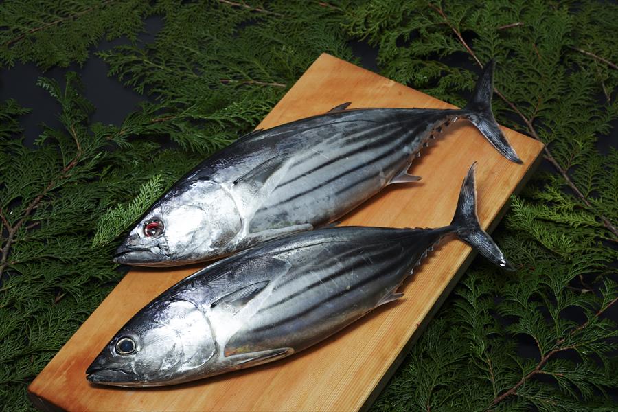 撮影写真アーカイブ 海の恵み 食の底力 Japan